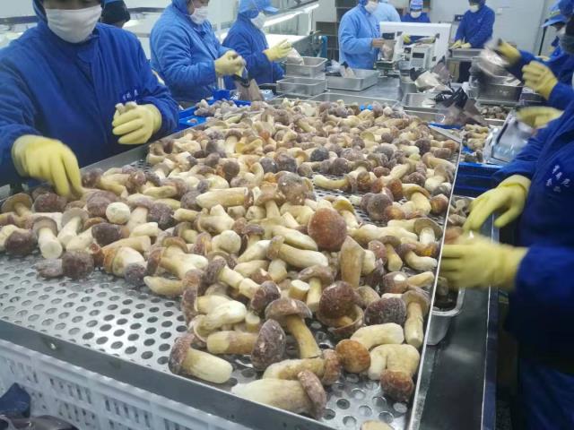 法國(guó)客商到大理博琪尼考察參觀